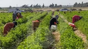 17-acre cultivated farmland for sale in Wadi Al-Malak