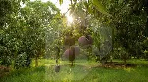 Agricultural land with fruit trees for sale in Wadi Al-Malak