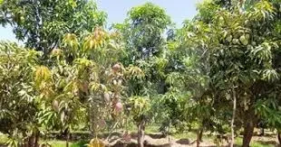 17-acre farm with trees and crops for sale