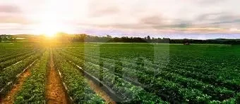 Agricultural land with irrigation system for sale