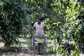 Agricultural land with productive orchard for sale
