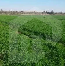560فدان وجهة علي الطريق الصحراوي مصر اسكندريه