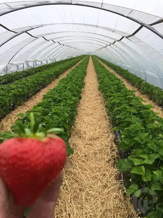 crops agrriculture