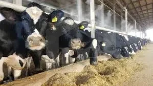Dairy cattle farm for livestock production project