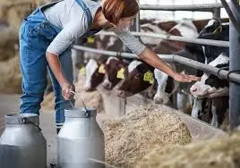 Feeding cows in dairy and fattening farm project