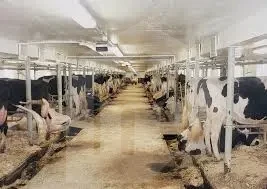 Cattle barns in dairy and fattening project
