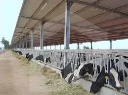 Open barns for dairy and fattening livestock project