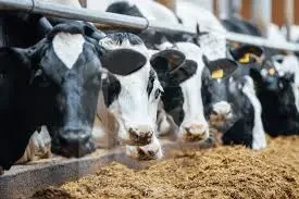 Cows inside dairy and fattening livestock project