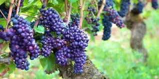 Crimson Seedless grapes