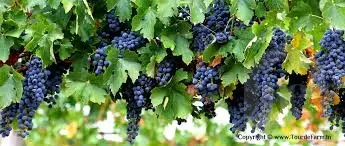 Crimson Seedless grapes