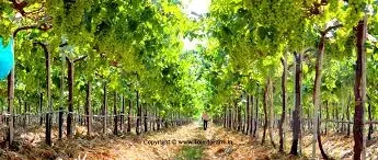 grapes tree
