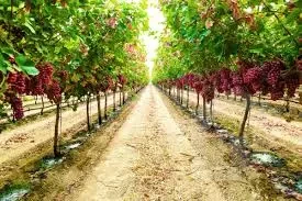 Crimson Seedless grapes