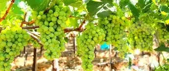 grapes trees