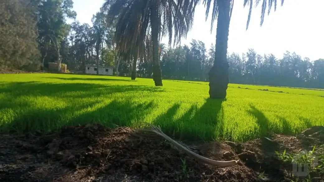 farm for sale Egypt