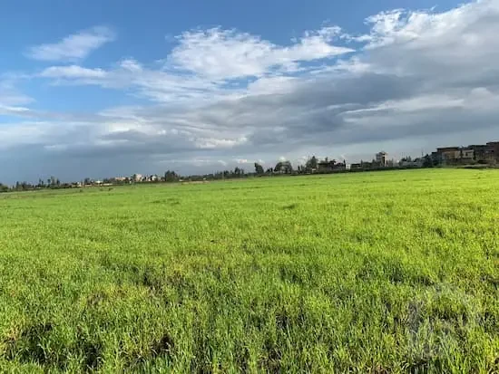100 feddan farm