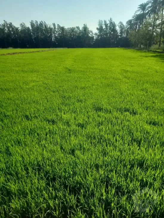 agriculture land