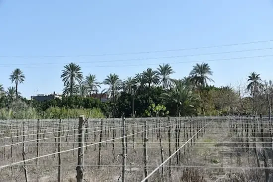 land for sale Kafr El Sheikh