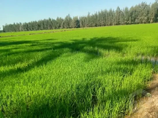 farm for sale Kafr El Sheikh