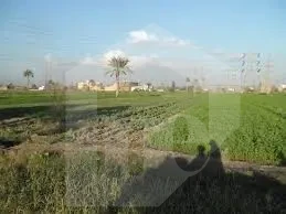 Agricultural land for sale near Ismailia city