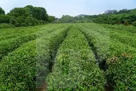 Agricultural land for sale