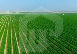 Agricultural land for sale in Sadat City Menofia planted