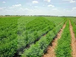 Agricultural land for sale in Sadat City Menofia ready farm