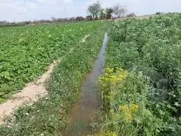 مزرعه للبيع علي طريق ابو غالب