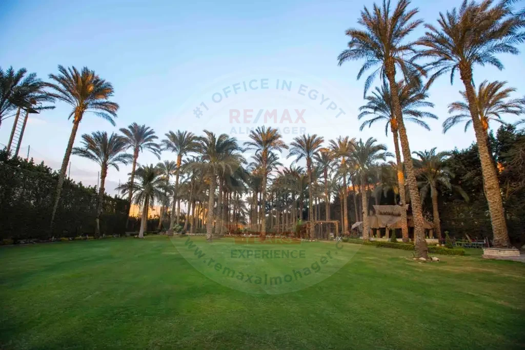 عزبة للبيع في الجيزة 4 فدان بنخيل كثيف
