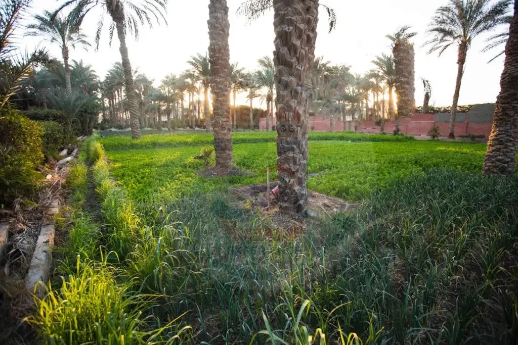 عزبة للبيع في الجيزة 4 فدان بمزرعة خضراء