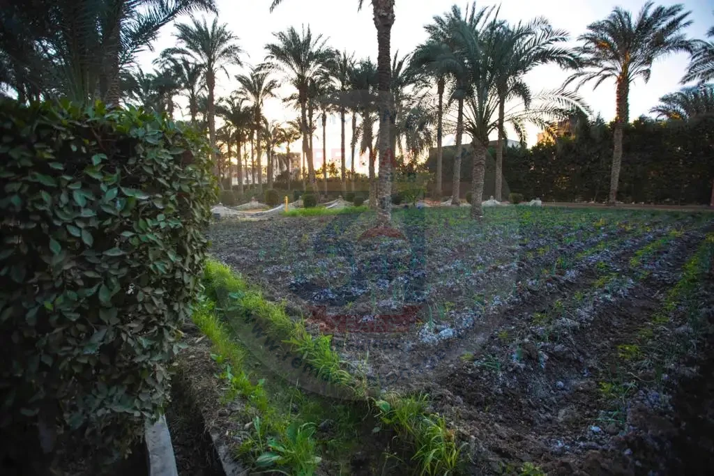 عزبة للبيع في الجيزة 4 فدان بأرض مزروعة