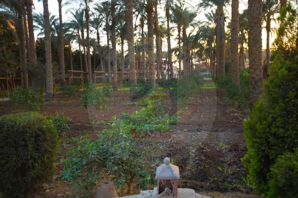 عزبة للبيع في الجيزة 4 فدان وسط النخيل